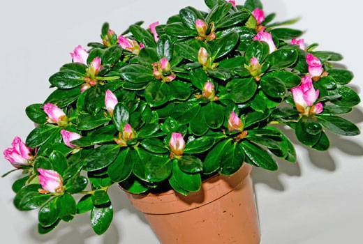 Рододендрон листопадный в дизайне сада: использование, выращивание и уход