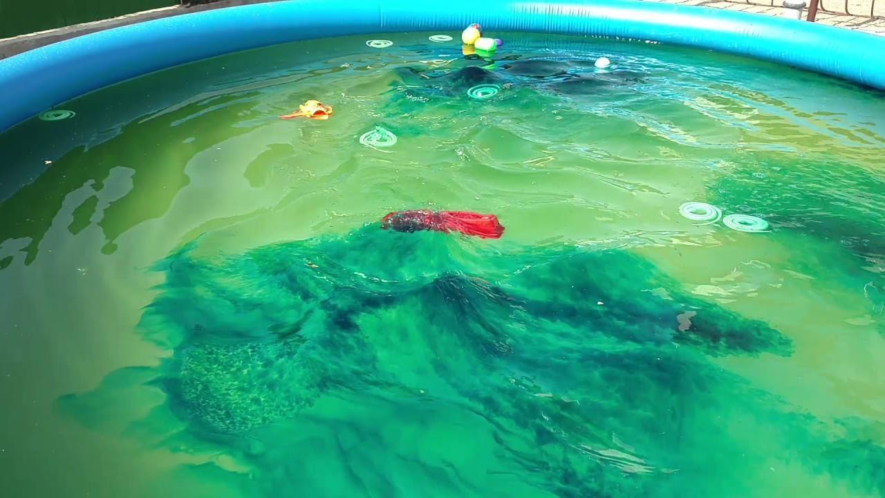 100% о том, сколько перекиси водорода нужно добавлять в бассейн, как использовать ее на 1 куб, где купить, цена
