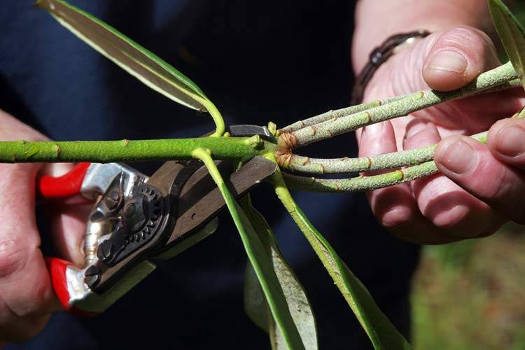 Рододендрон листопадный в дизайне сада: использование, выращивание и уход