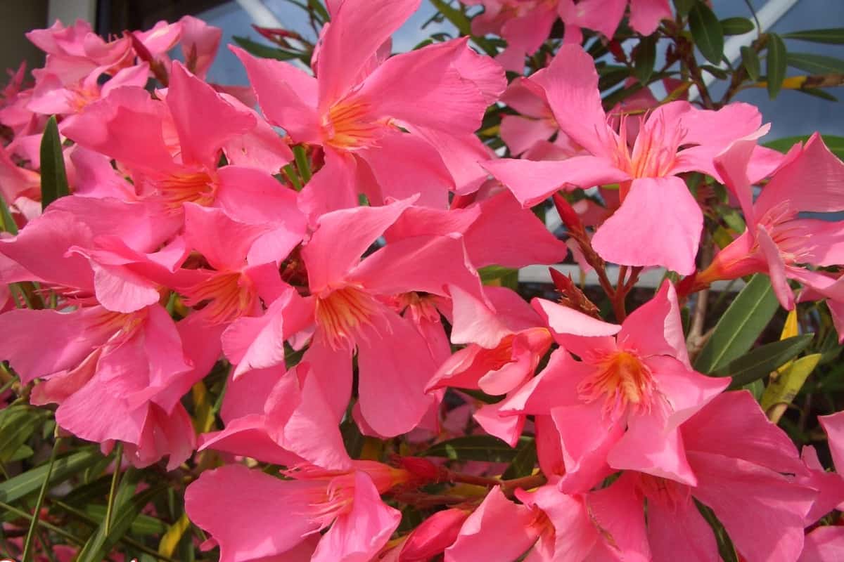 Олеандр обыкновенный — благоухающий кустарник для вашего сада