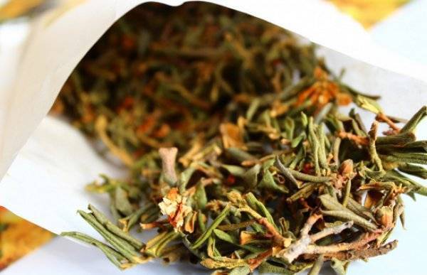 Рододендрон листопадный в дизайне сада: использование, выращивание и уход