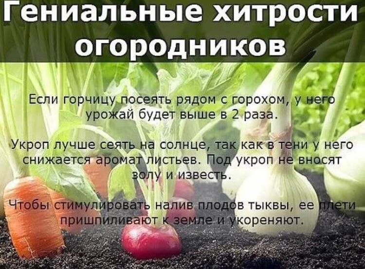 10 лайфхаков для дачи и огорода своими руками