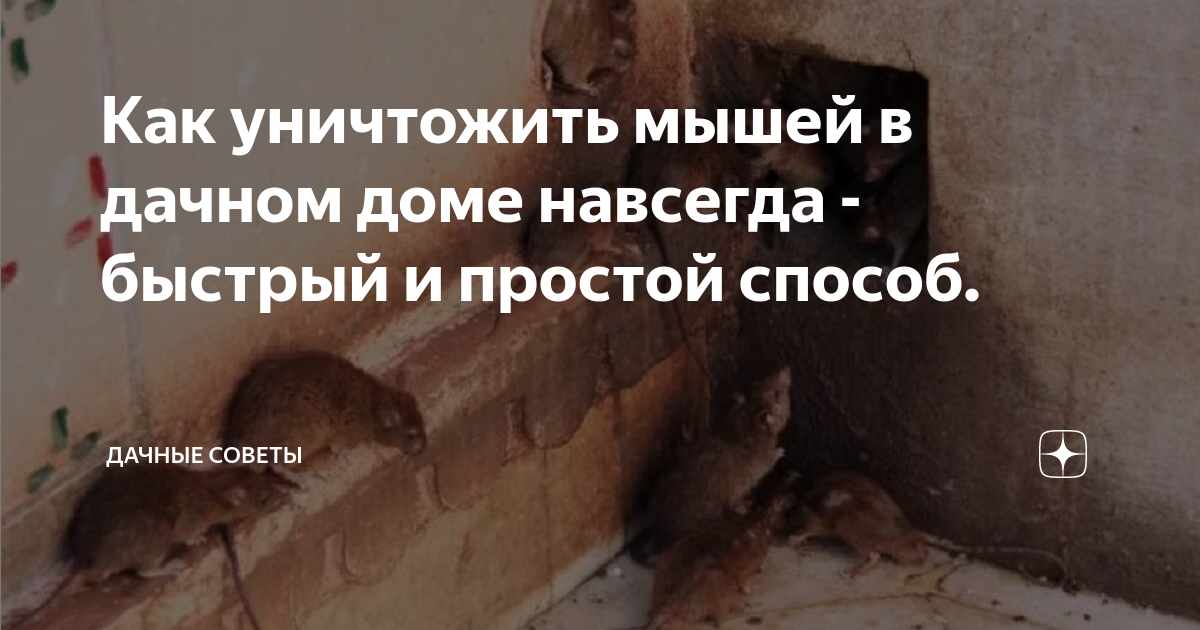 История избавления от мышей в доме из бруса: личный опыт и какой утеплитель грызут мыши чаще всего