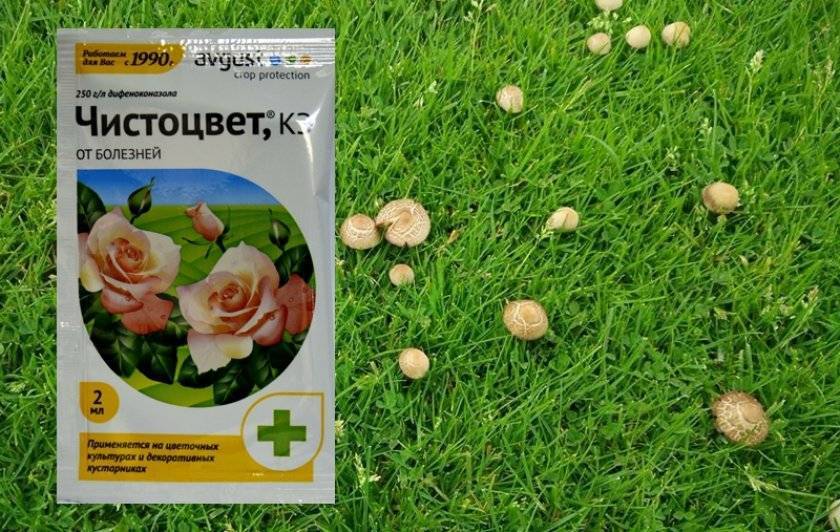 О мерах профилактики отравления грибами