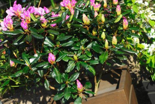 Рододендрон листопадный в дизайне сада: использование, выращивание и уход