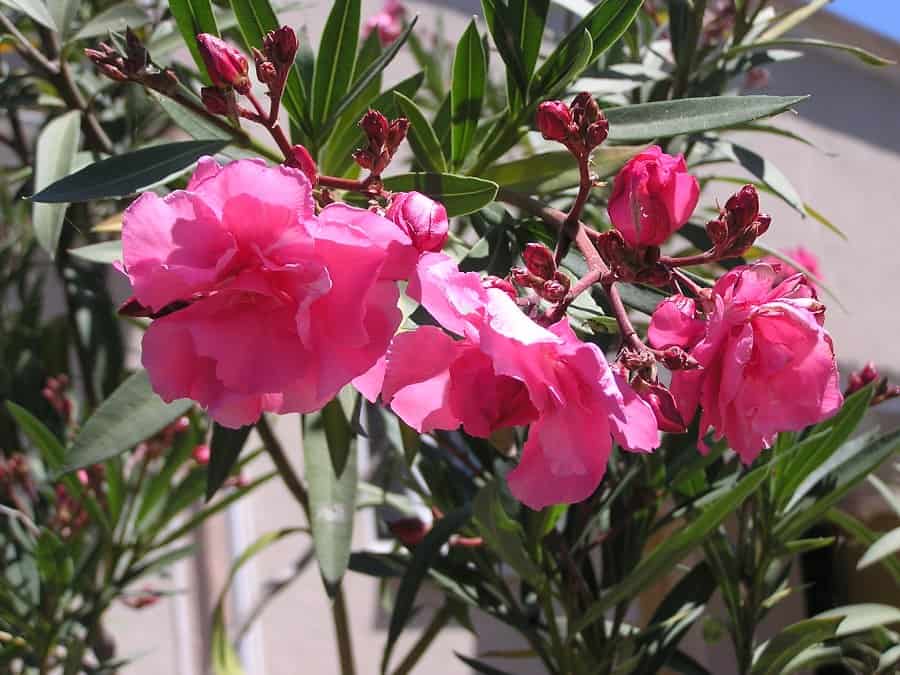 Олеандр обыкновенный — благоухающий кустарник для вашего сада