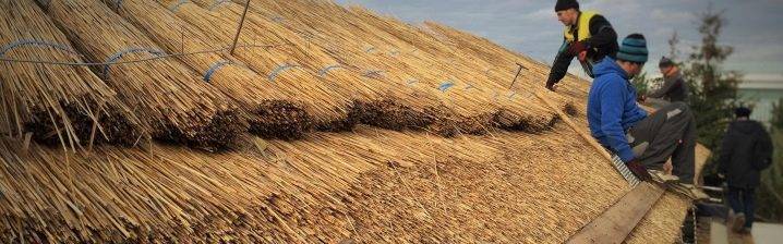 Крыша из камыша своими руками: как заготовить материал и сделать все самостоятельно