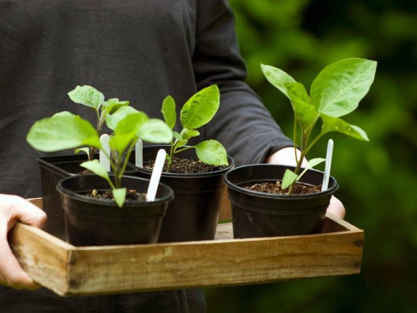 Парник своими руками