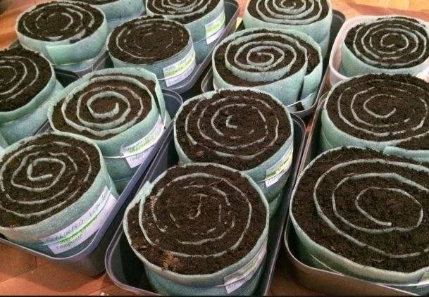 В чем выращивать рассаду?