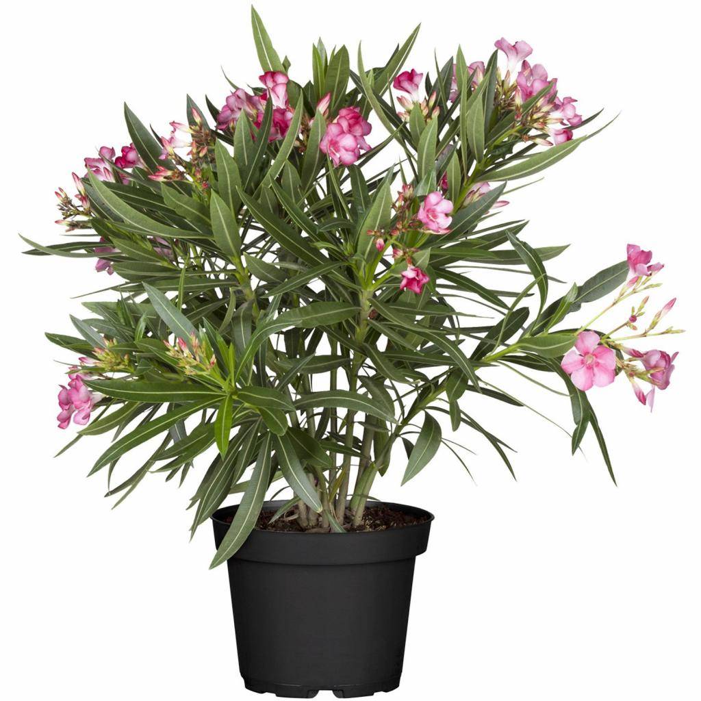 Олеандр обыкновенный — благоухающий кустарник для вашего сада