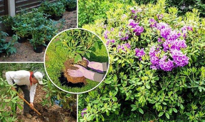 Рододендрон листопадный в дизайне сада: использование, выращивание и уход