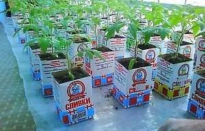 В чем выращивать рассаду?