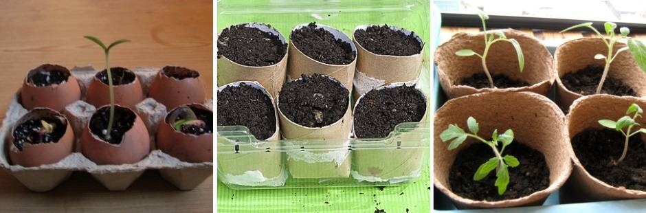 В чем выращивать рассаду?